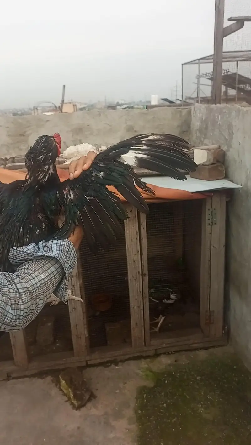 Mushka lassani — photo 2