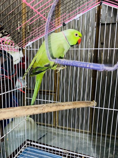Green ring neck parrot with cage
