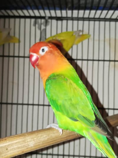 Lovebird pairs available in reasonable price