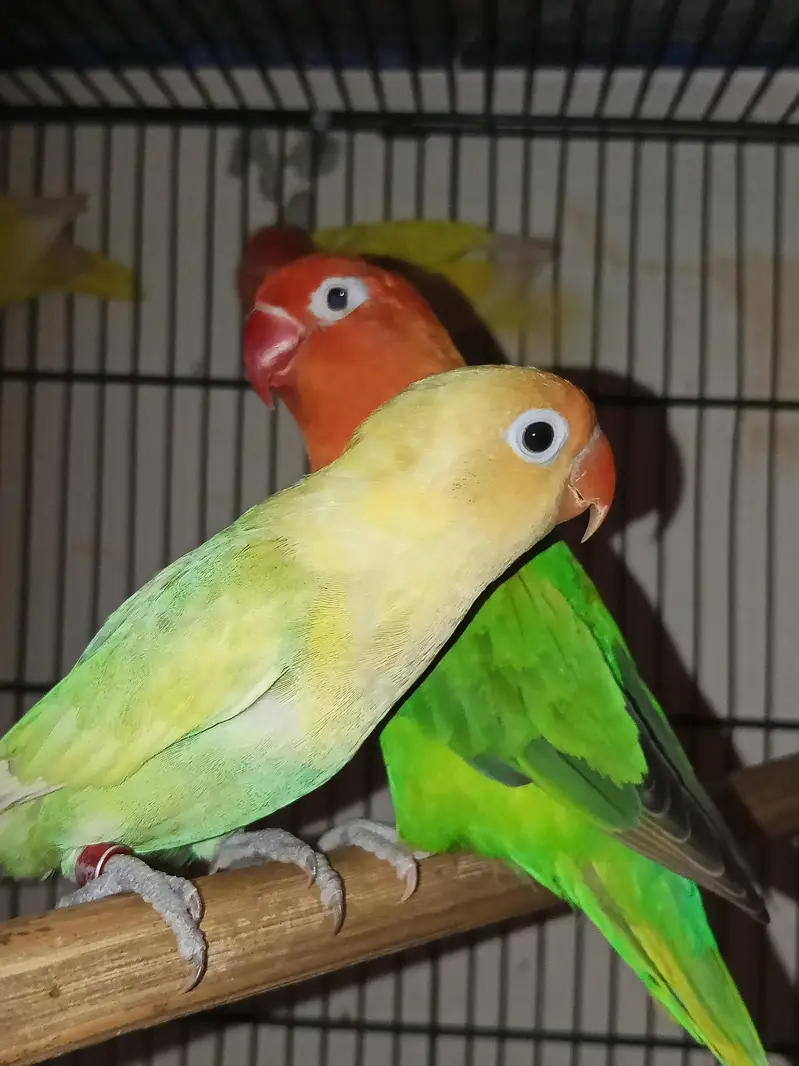 Lovebird pairs available in reasonable price — photo 2