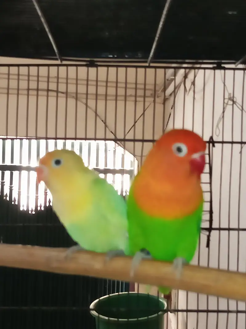 Lovebird pairs available in reasonable price — photo 3