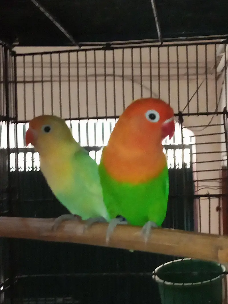 Lovebird pairs available in reasonable price — photo 4