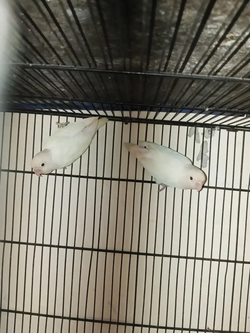Lovebird pairs available in reasonable price — photo 5