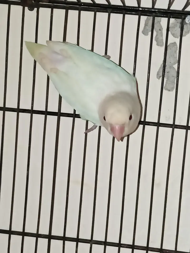 Lovebird pairs available in reasonable price — photo 6