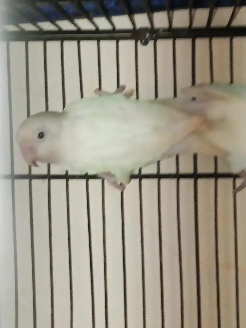 Lovebird pairs available in reasonable price — photo 7