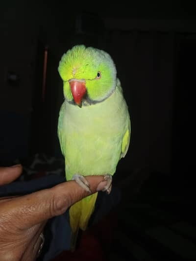 ringneck parrot