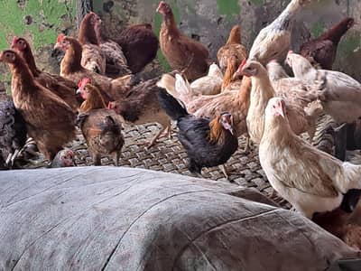 golden misri | desi hens | golden misri pathi | eggs laying hens