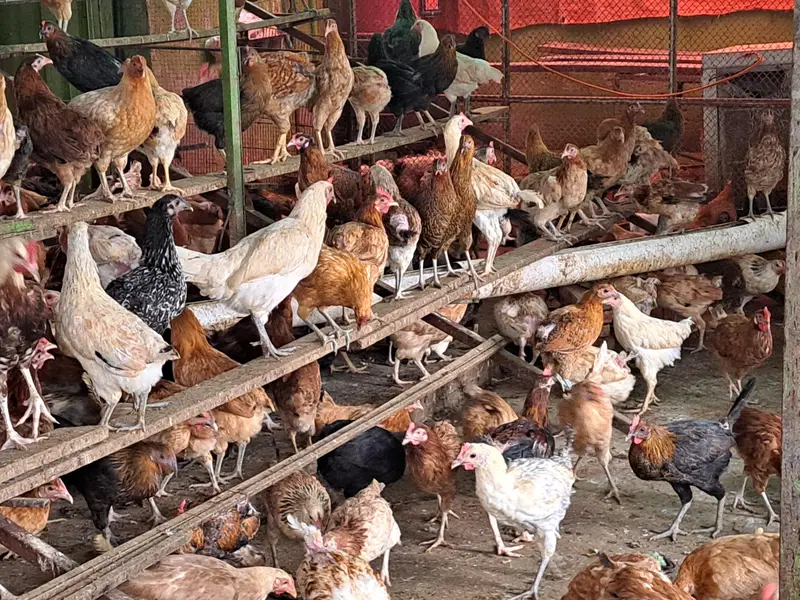golden misri | desi hens | golden misri pathi | eggs laying hens — photo 2