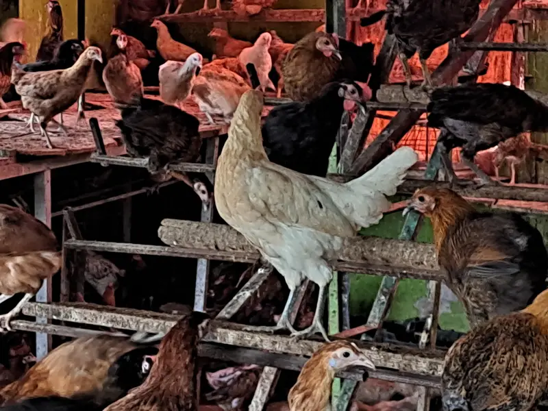 golden misri | desi hens | golden misri pathi | eggs laying hens — photo 4