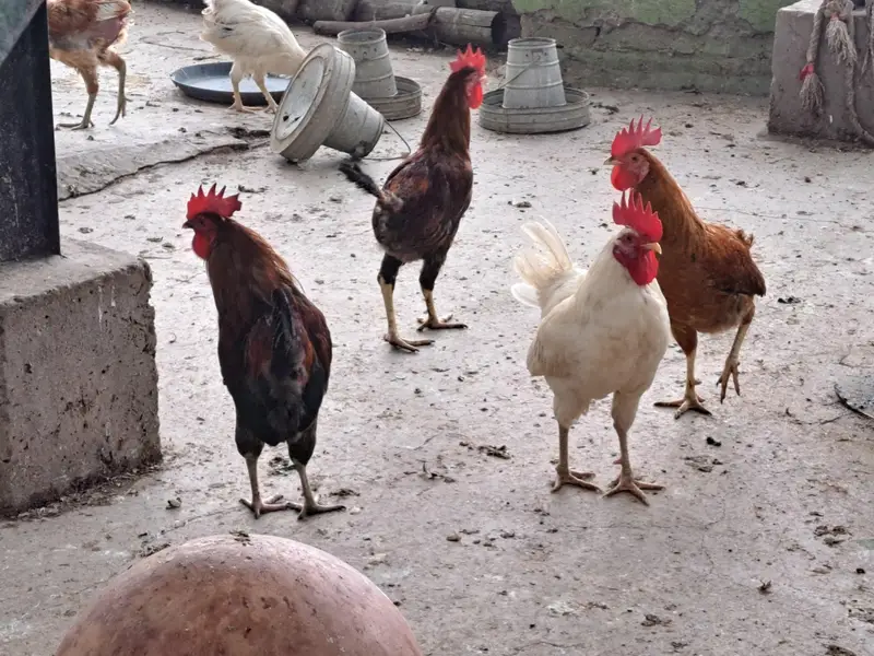 golden misri | desi hens | golden misri pathi | eggs laying hens — photo 5