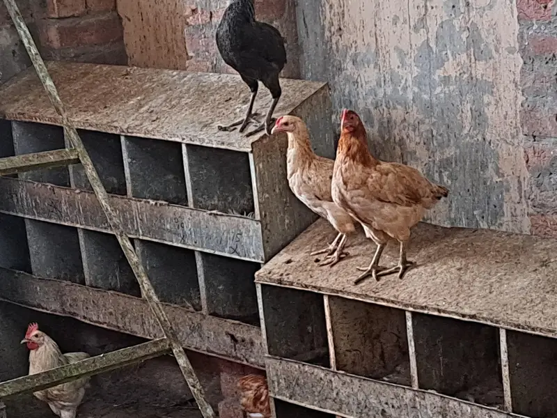 golden misri | desi hens | golden misri pathi | eggs laying hens — photo 6