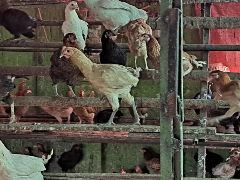 golden misri | desi hens | golden misri pathi | eggs laying hens — photo 7