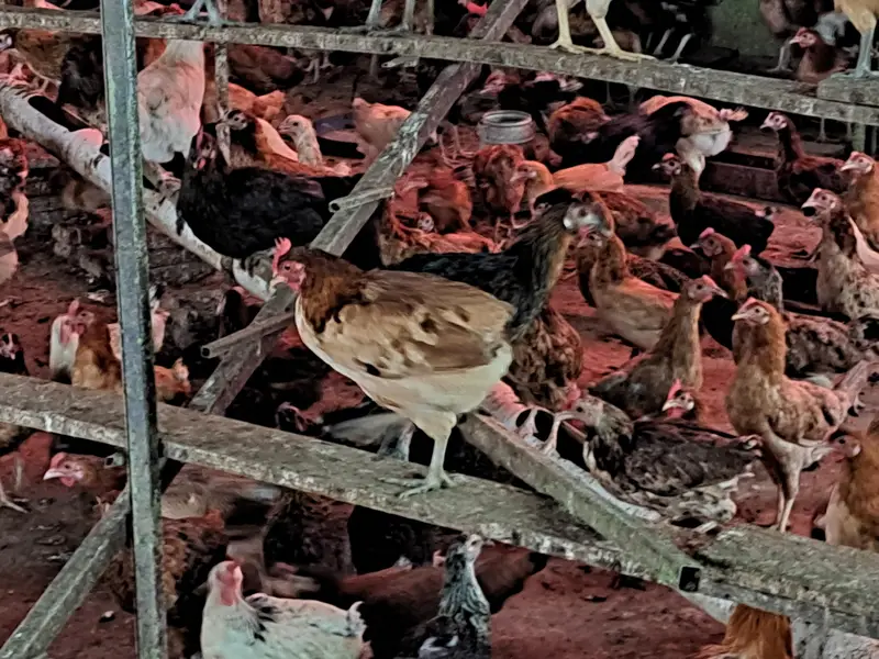 golden misri | desi hens | golden misri pathi | eggs laying hens — photo 8