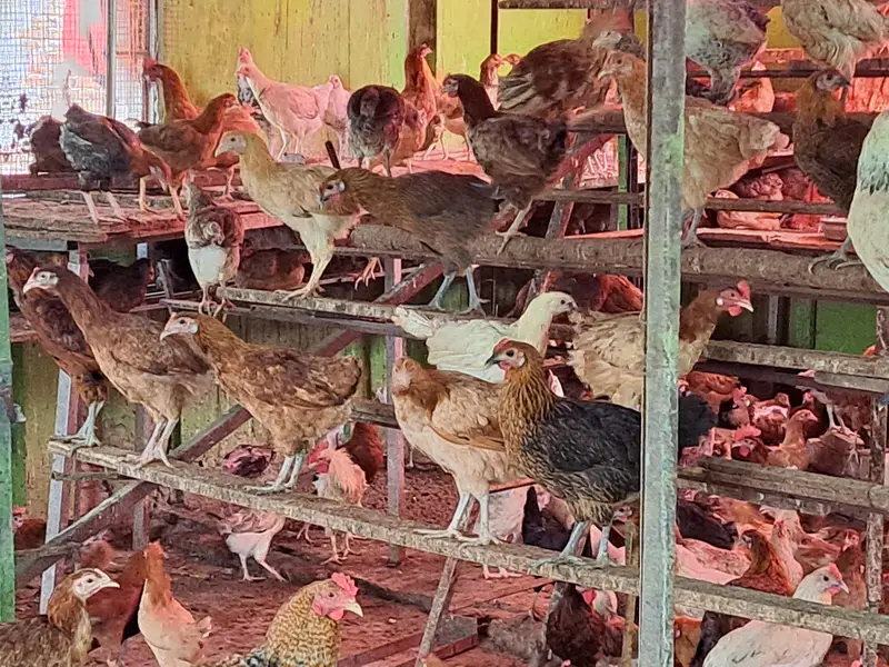 golden misri | desi hens | golden misri pathi | eggs laying hens — photo 9