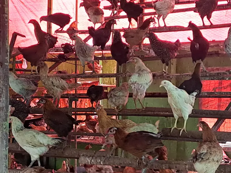 golden misri | desi hens | golden misri pathi | eggs laying hens — photo 10