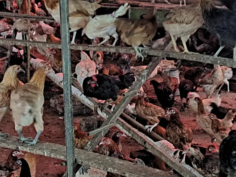 golden misri | desi hens | golden misri pathi | eggs laying hens — photo 11