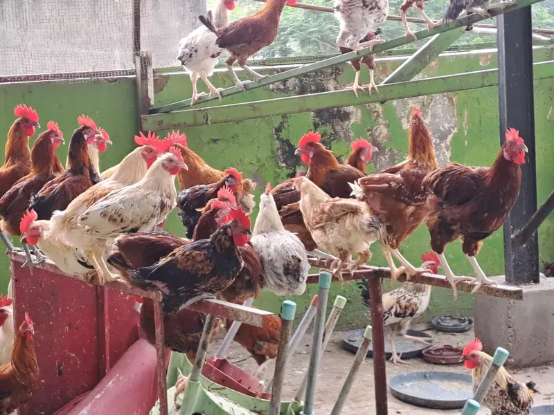 golden misri | desi hens | golden misri pathi | eggs laying hens — photo 12