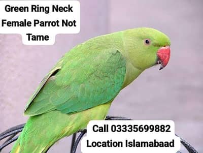 Green Ring Neck Female Parrot Not Tame Only For Breeding