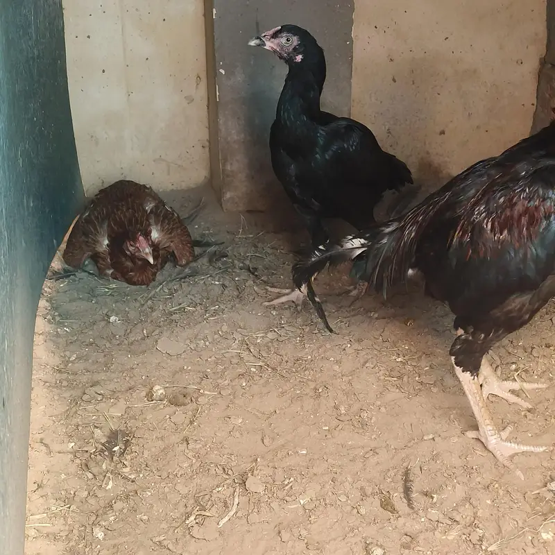 Aseel/female/hen/murgha/murgi/eggs — photo 2
