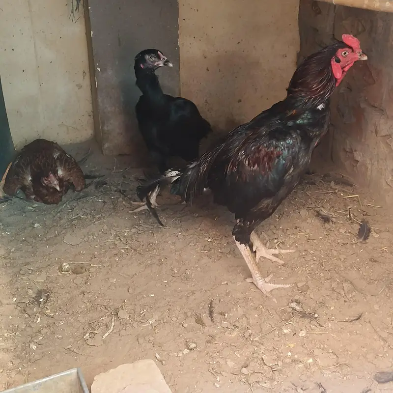 Aseel/female/hen/murgha/murgi/eggs — photo 3