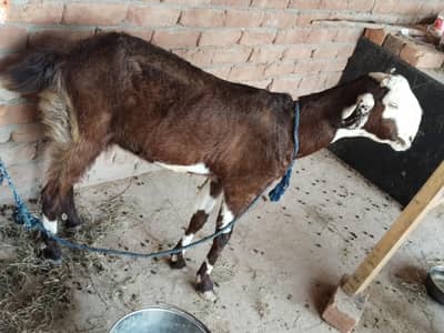 mn ak bakri sel kar raha hun
