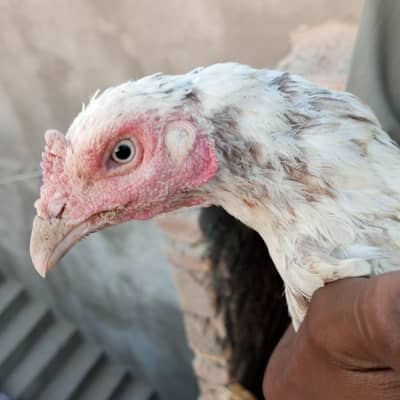 hen and 2 chicks