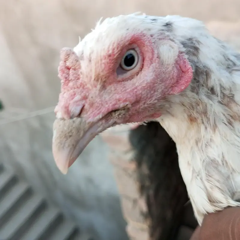 hen and 2 chicks — photo 2