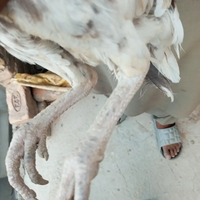 hen and 2 chicks — photo 3