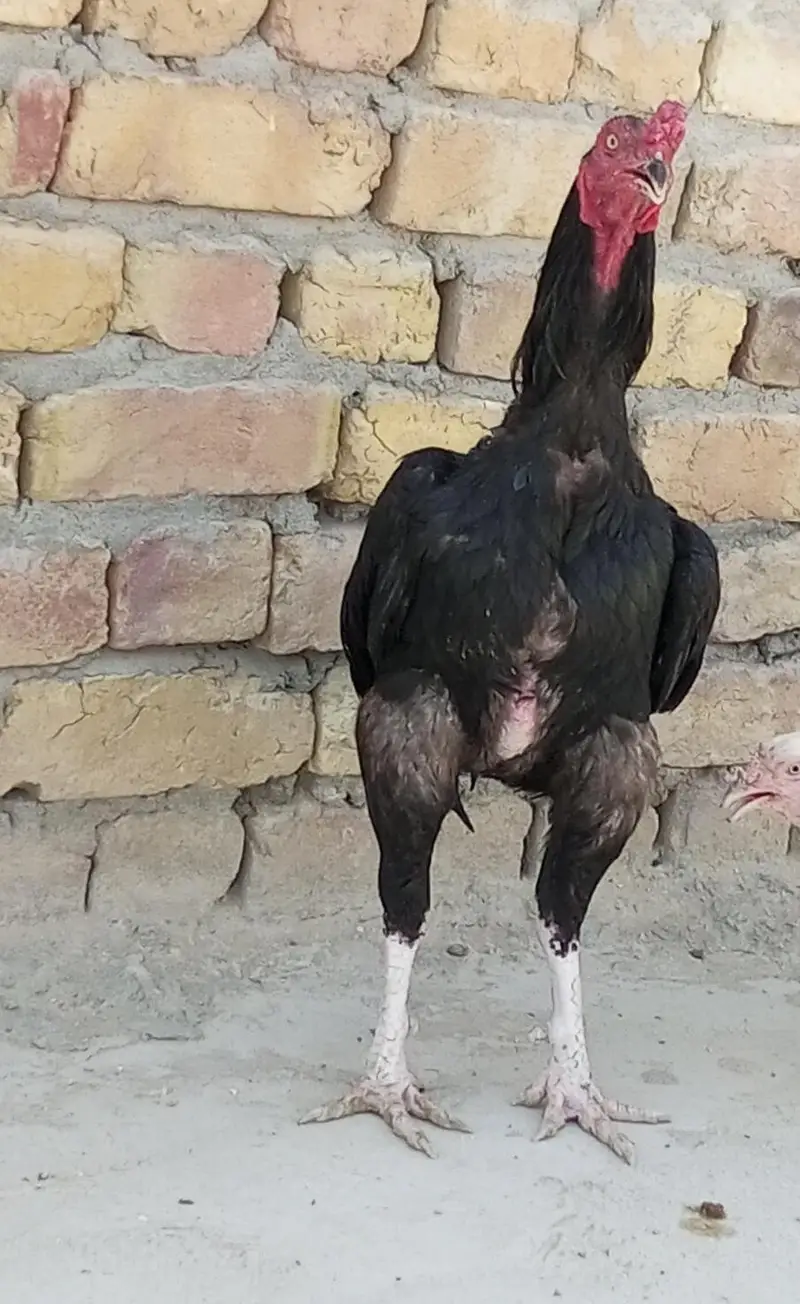 hen and 2 chicks — photo 4