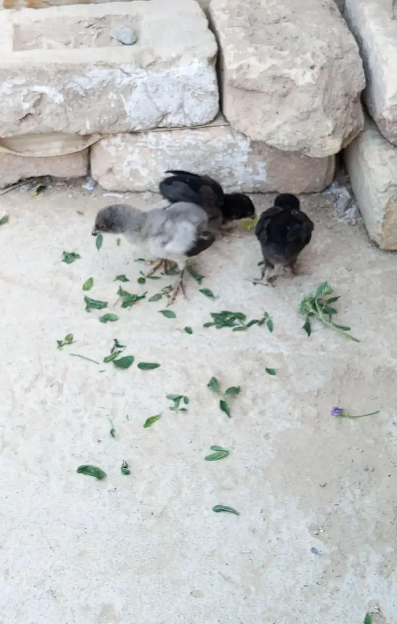 hen and 2 chicks — photo 5