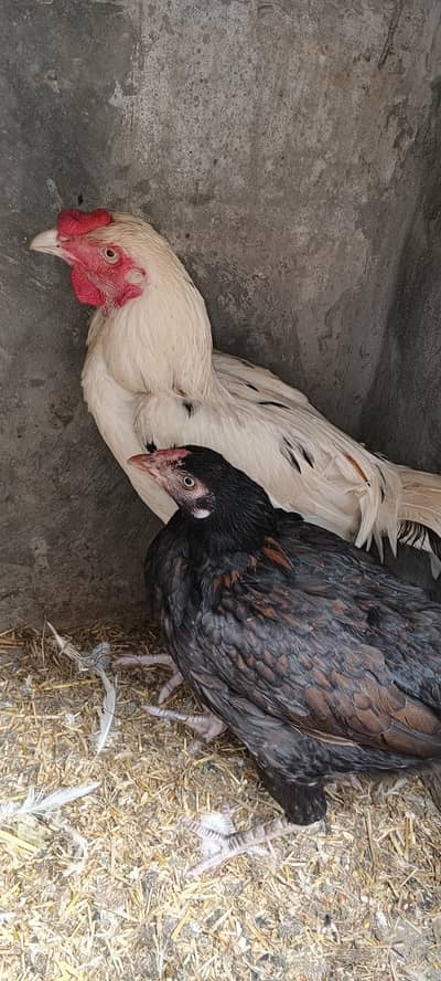 aseel pair for sales