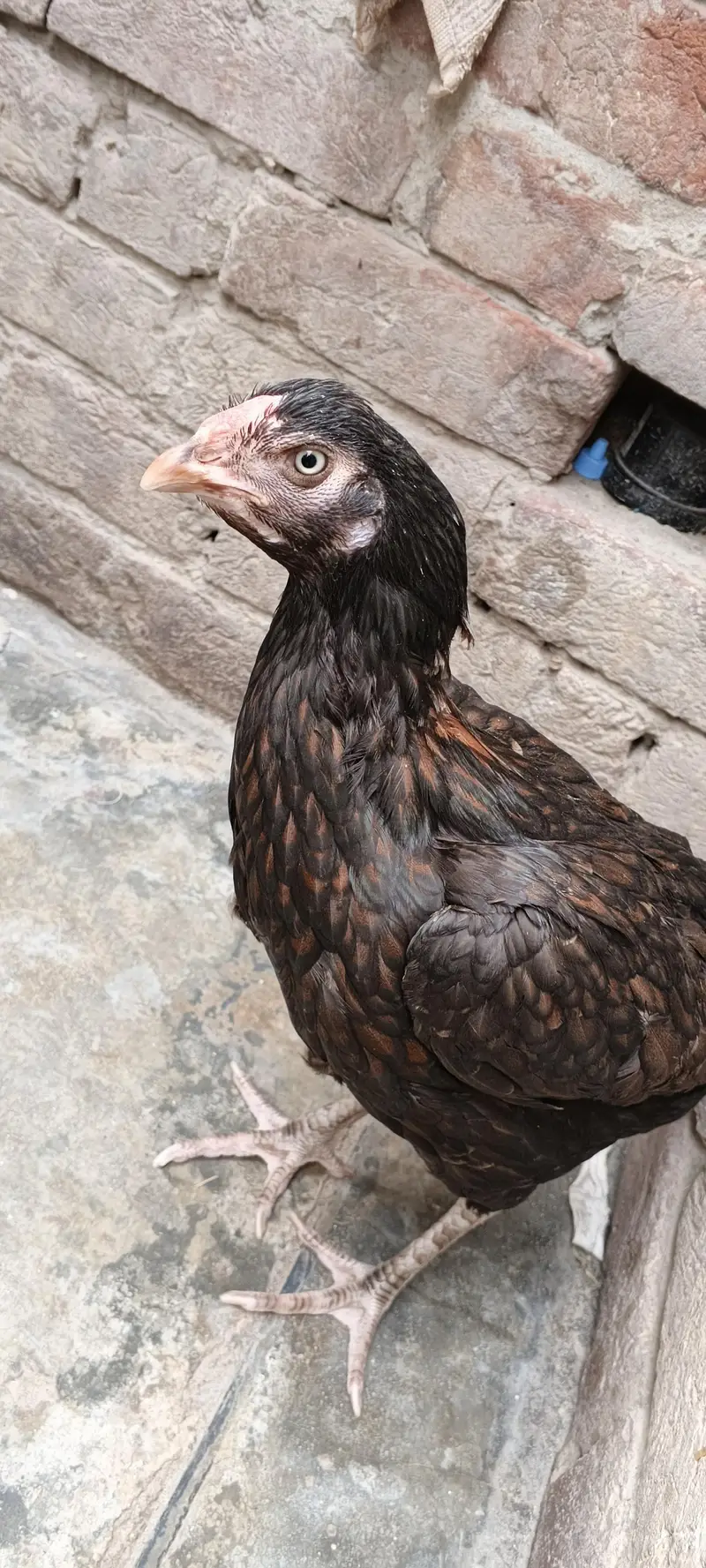 aseel pair for sales — photo 2