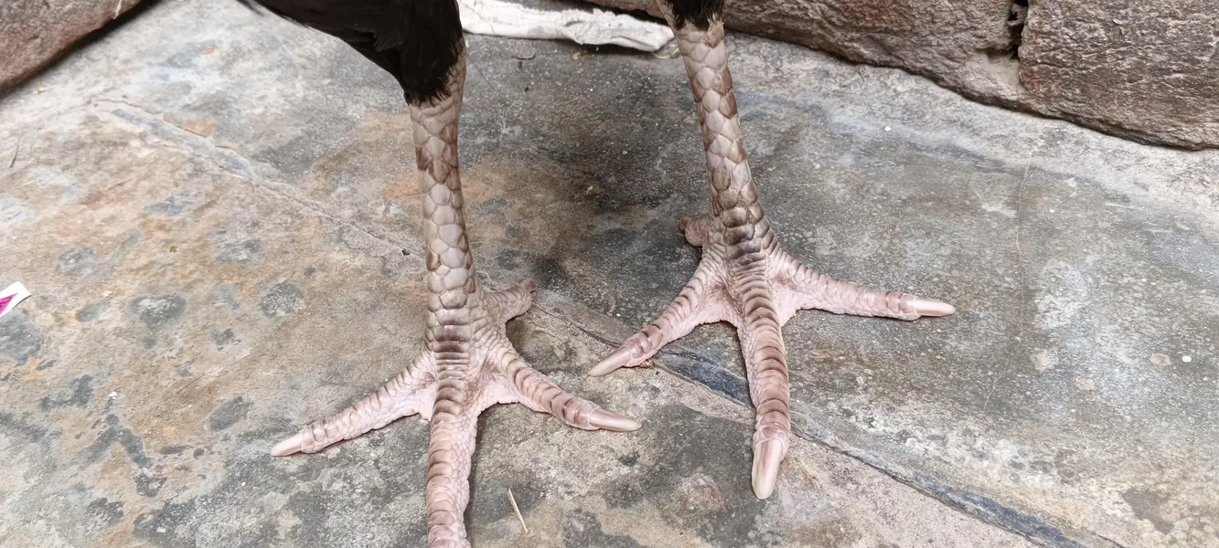 aseel pair for sales — photo 3