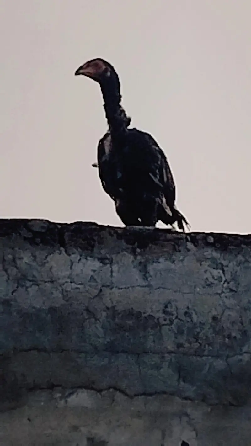 aseel murga — photo 2