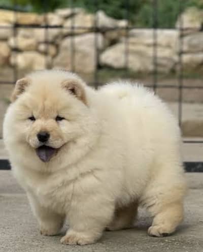 Chow chow puppies