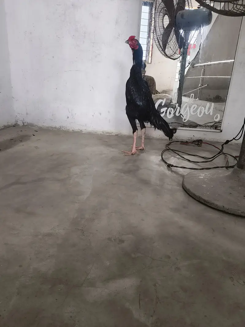 aseel mushka patha — photo 2