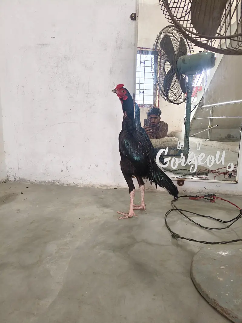 aseel mushka patha — photo 3