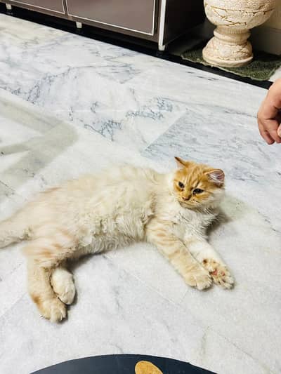 Persian Cat