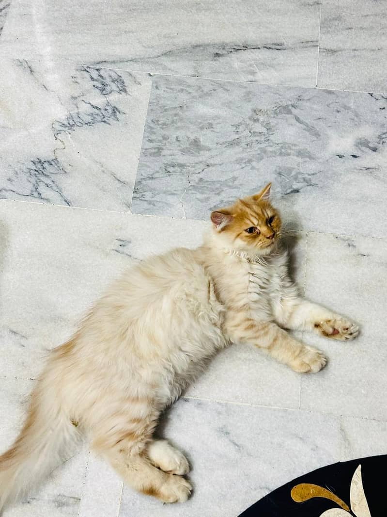 Persian Cat 1