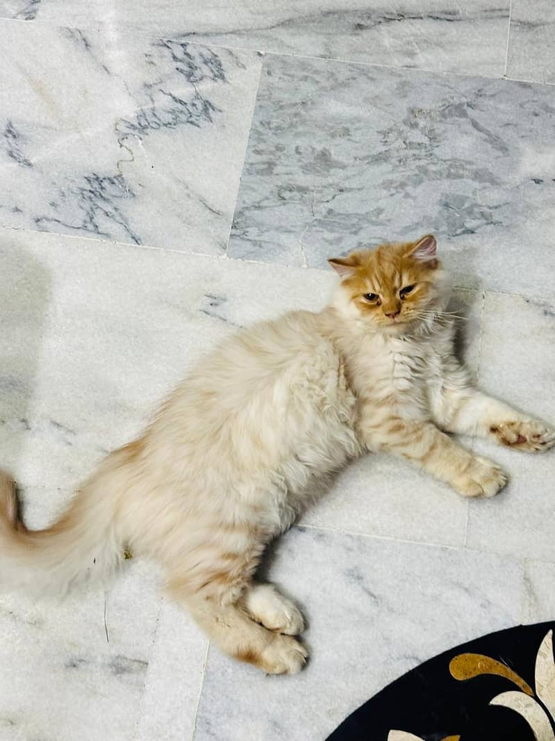 Persian Cat 2