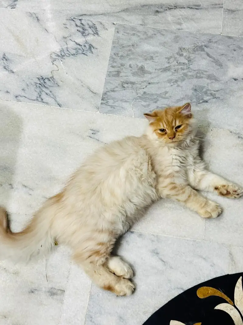Persian Cat — photo 3