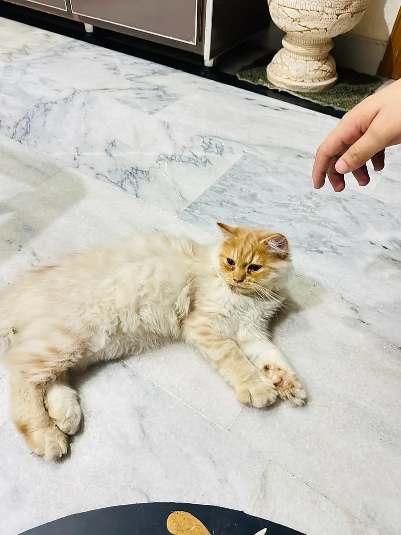 Persian Cat — photo 4