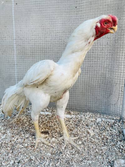Indian Parrot Beak Male For Sale
