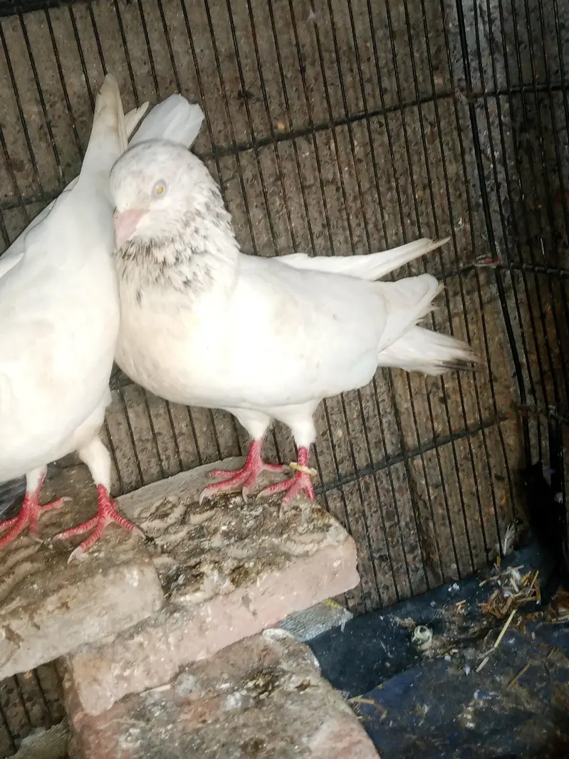 Breader pairs han sab — photo 6