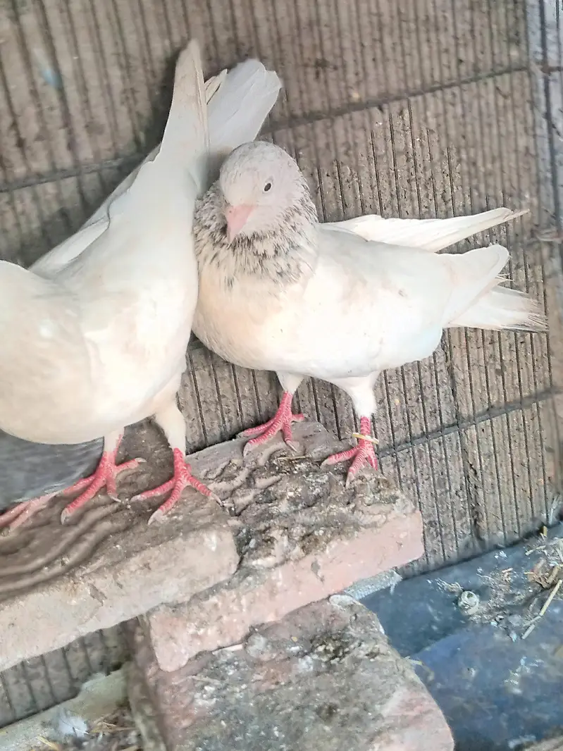 Breader pairs han sab — photo 7
