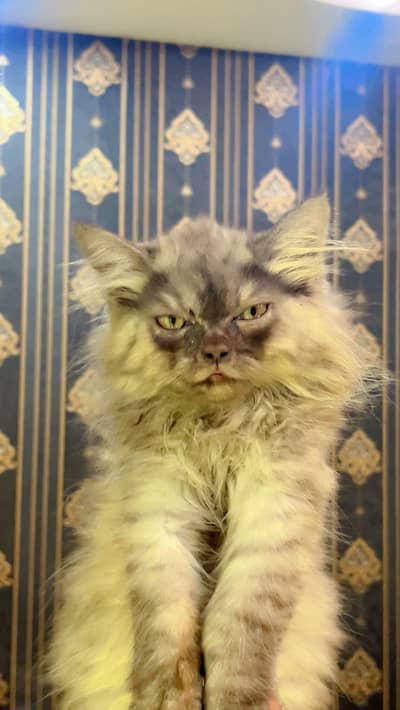 PREMIUM PAIR KITTENS | LONG COATED | RARE