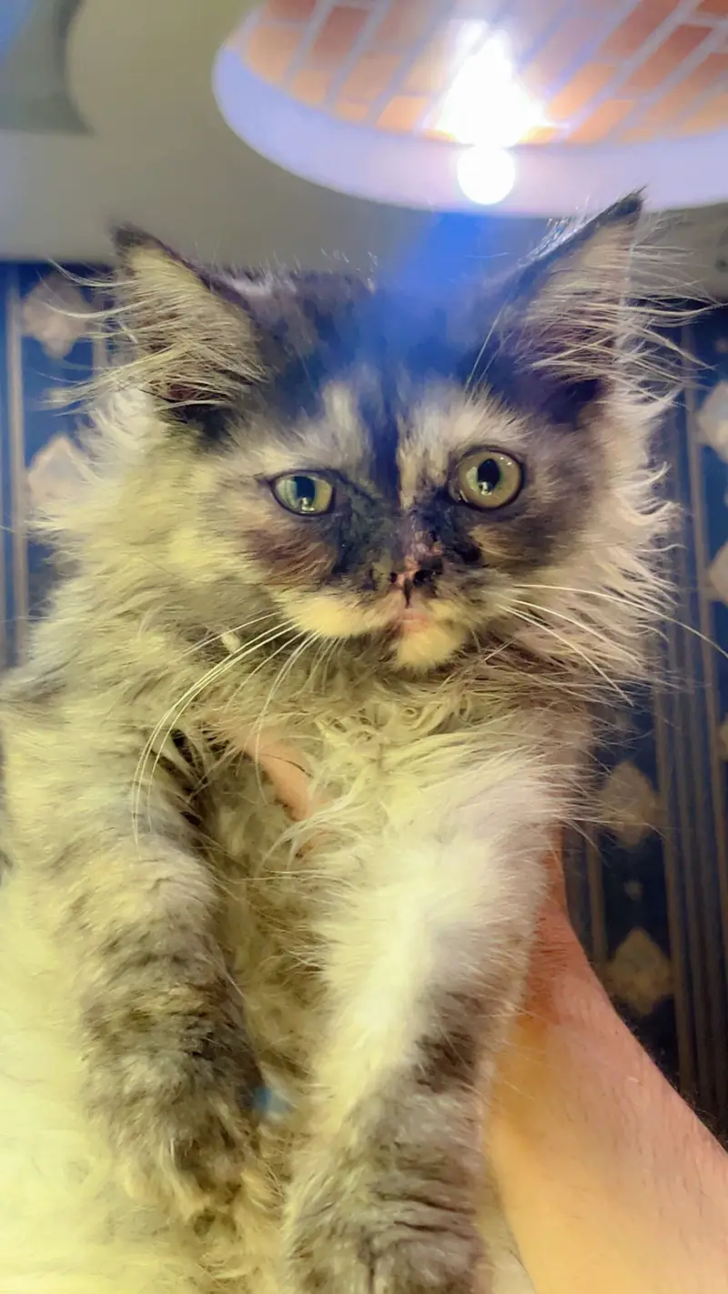 PREMIUM PAIR KITTENS | LONG COATED | RARE — photo 2