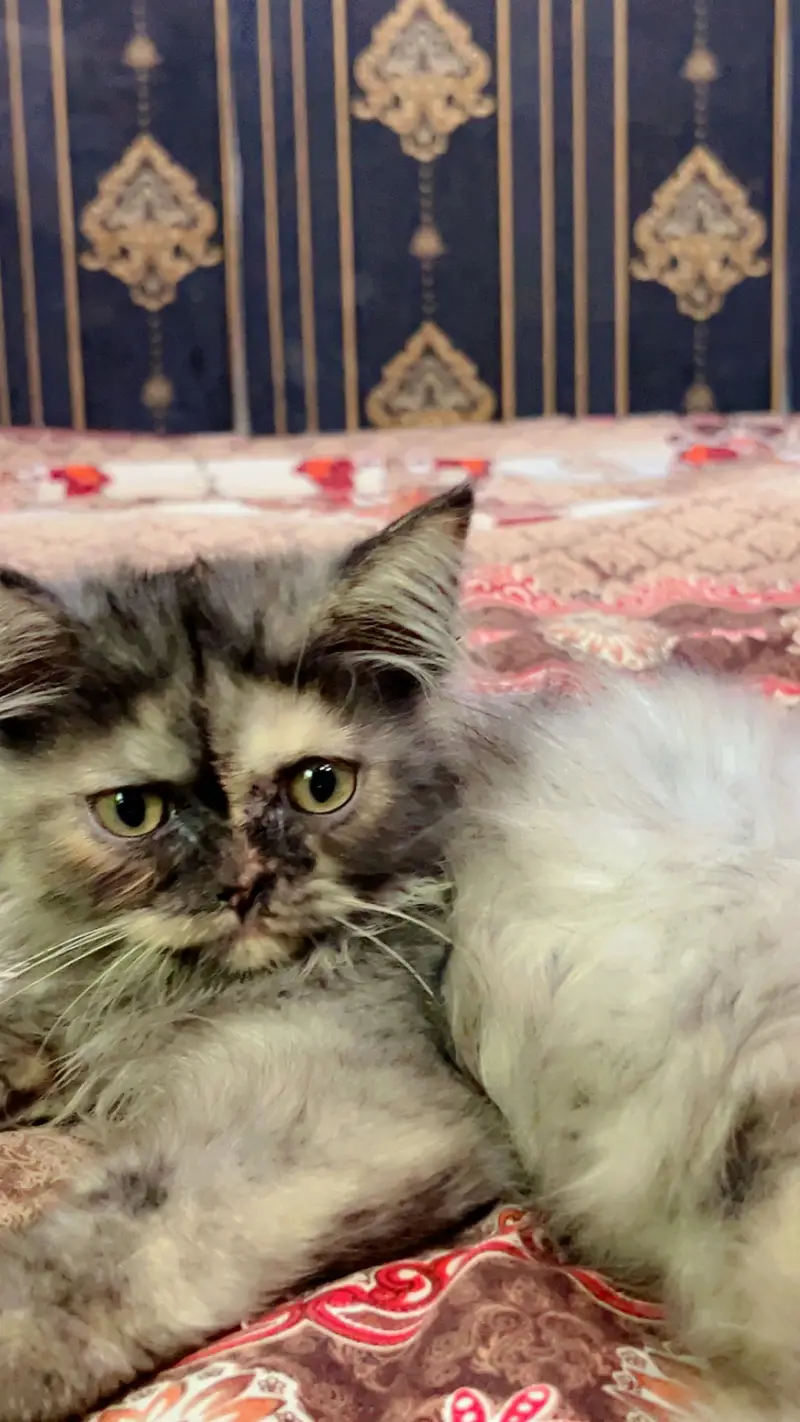 PREMIUM PAIR KITTENS | LONG COATED | RARE — photo 3