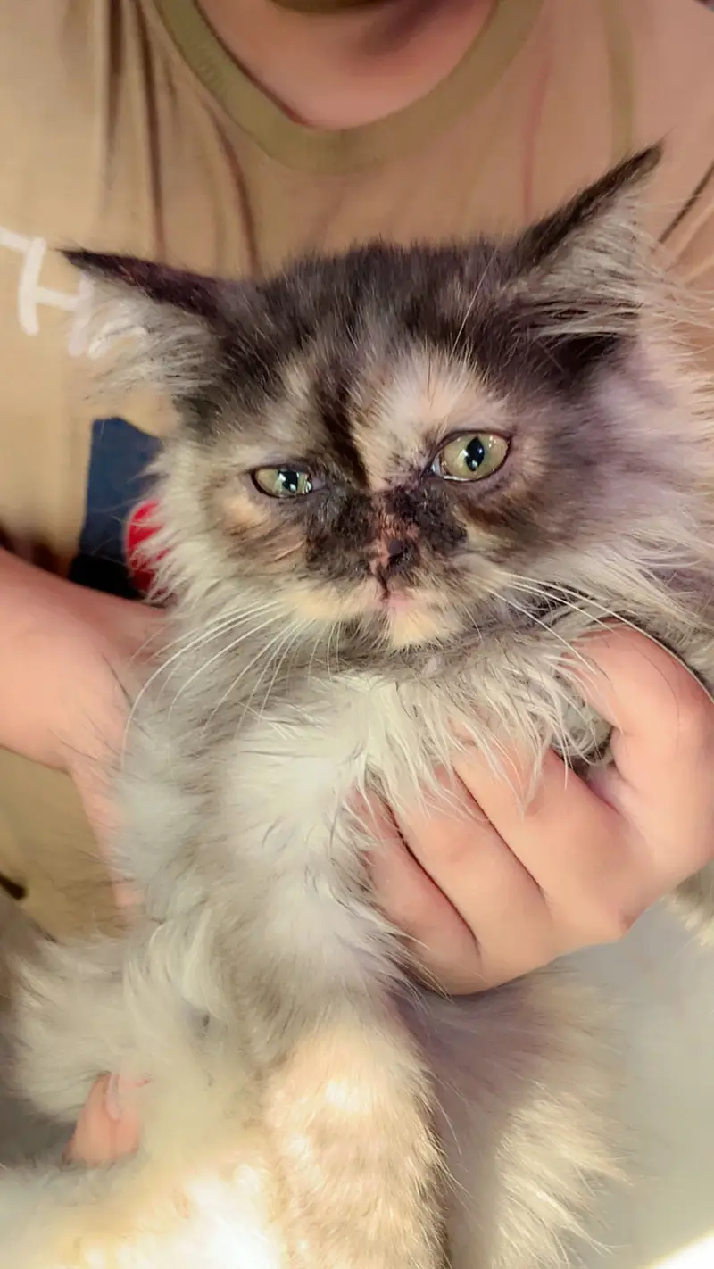 PREMIUM PAIR KITTENS | LONG COATED | RARE — photo 4