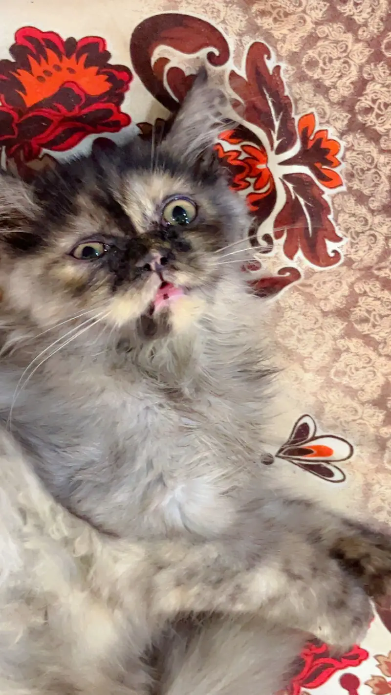 PREMIUM PAIR KITTENS | LONG COATED | RARE — photo 5